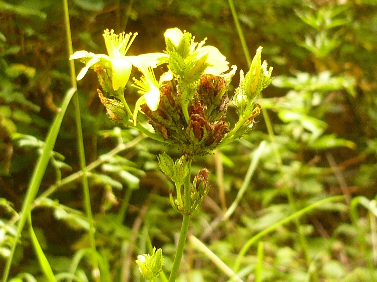 Hypericum montanum (Hypericaceae)